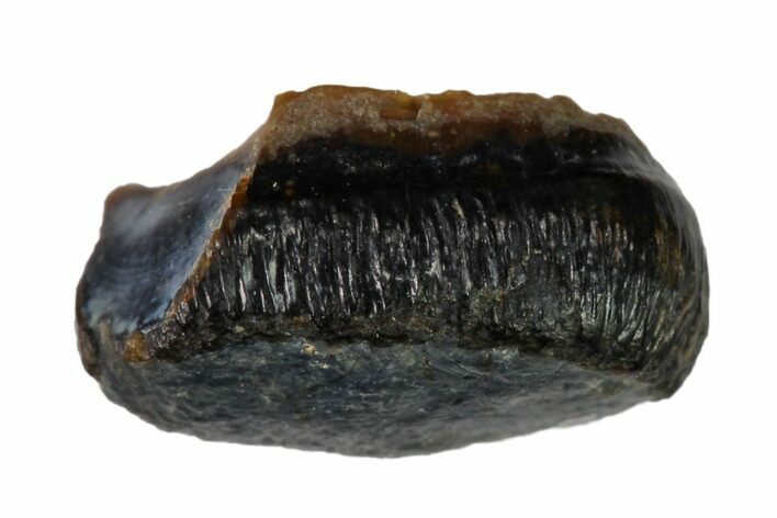 Cretaceous Fossil Alligatoroid (Brachychampsa) Tooth - Wyoming #148821